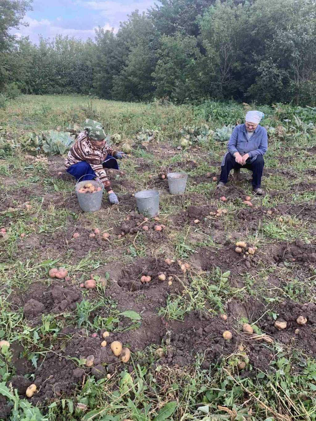 Помощь в сборе урожая картофеля.