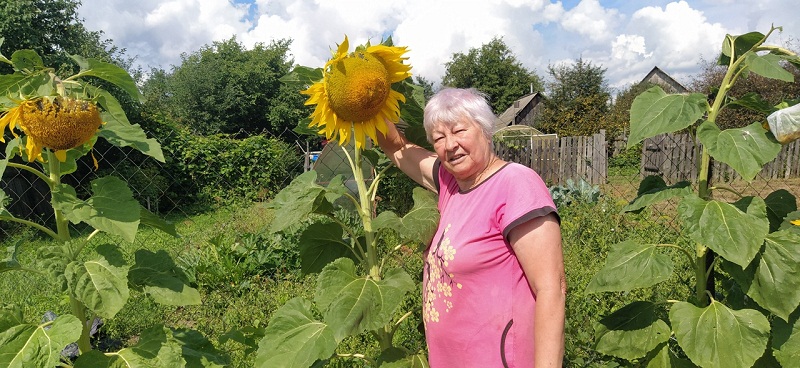 Международный день подсолнуха